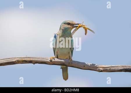 European roller Coracias garrulus with prey Kruger National Park South Africa Stock Photo