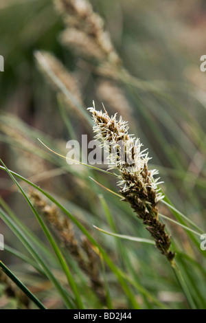 greater tussock sedge Carex paniculata Stock Photo