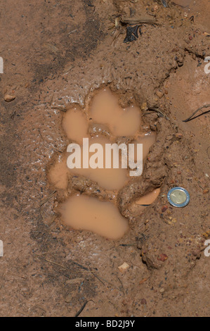 Tiger paw print in mud Stock Photo