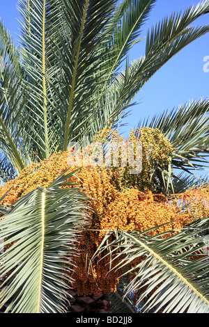 Cretan date palm with an extremely heavy crop of fruit Stock Photo