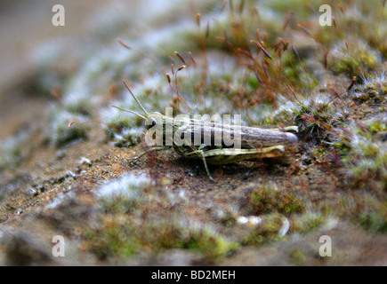 Mottled Grasshopper, Myrmeleotettix maculatus, Acrididae, Orthoptera Stock Photo
