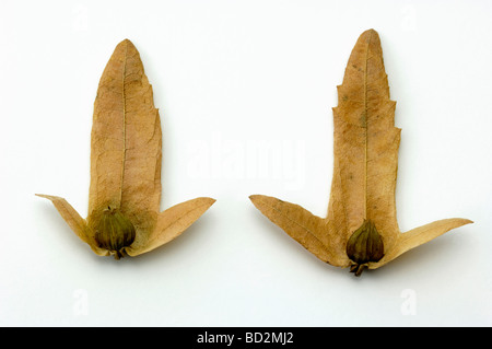 Common Hornbeam, European Hornbeam (Carpinus betulus), seeds, studio picture Stock Photo