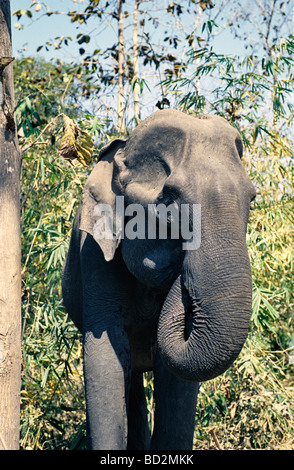 Thai elephant about to be released to the wild in Lampang province,Thailand Stock Photo