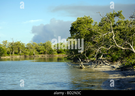 Mangrove swamp on Holbox Island, Quintana Roo, Yucatán Peninsula, Mexico, a unique Mexican destination in the Yucatan Channel Stock Photo