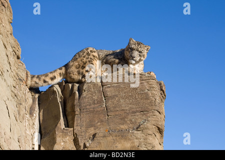 Snow leopard on rock Stock Photo