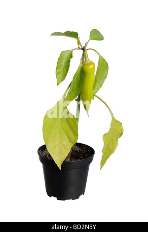 green Jalapeno pepper cayenne chilli plant pot Stock Photo