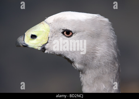 Cereopsis or Cape Barren Goose, Cereopsis novae-hollandiae Stock Photo