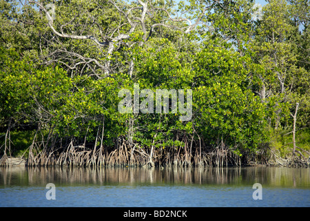 Mangrove swamp on Holbox Island, Quintana Roo, Yucatán Peninsula, Mexico, a unique Mexican destination in the Yucatan Channel Stock Photo