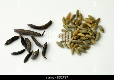 Ergot, Spurred Rye (Claviceps purpurea). Ergot kernels (sclerotium) and healthy rye seeds, studio picture Stock Photo