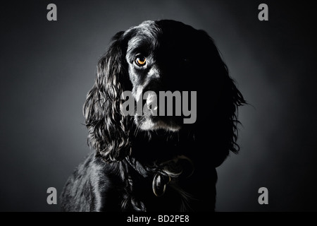 Handsome Cocker Spaniel Against a Grey Background Stock Photo