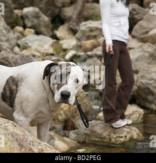 Dog looking at camera, held on leash Stock Photo