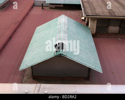 ne black cat on flat roof building in city town Stock Photo