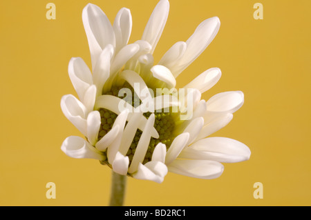 White gerbera daisy bud on yellow background. Stock Photo