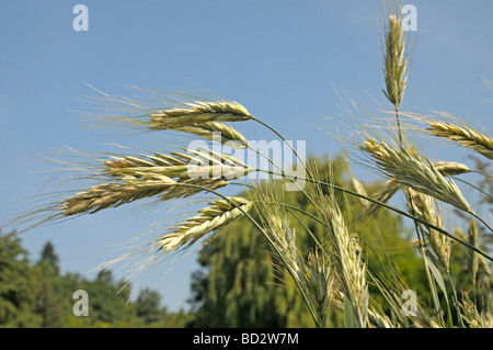 Polish Wheat (Triticum polonicum), ears Stock Photo