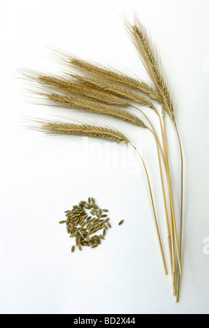 Rye (Secale cereale). Stems with ripe ears and seeds, studio picture Stock Photo