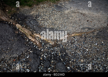 roots of a tree growing under asphalt breaking it Stock Photo