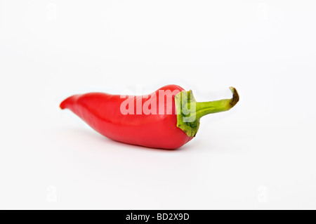 Studio shot of single red chilli standing up taken against a white background Stock Photo