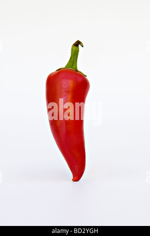 Studio shot of single red chilli standing up taken against a white background Stock Photo