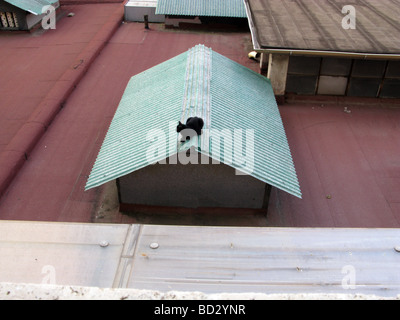 ne black cat on flat roof building in city town Stock Photo