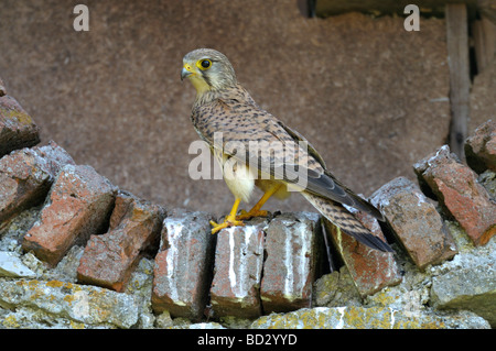 Common Kestrel (Falco tinnunculus). Adult close to nest Stock Photo