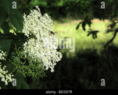 elderflower Stock Photo