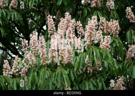 Indian Horse Chestnut Tree Flowers, Aesculus indica, Hippocastanaceae, Himalayas, Asia Stock Photo