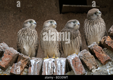 Common Kestrel (Falco tinnunculus). Four young waiting for adults on a ledge in a barn Stock Photo