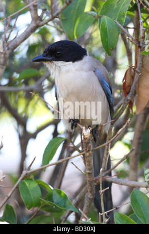 Azure Winged Magpie Cyanopica cyana Monfrague National Park Spain