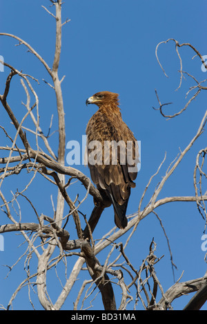 Tawny eagle Aquila rapax Kgalagadi Transfrontier Park Northern Cape South Africa Stock Photo