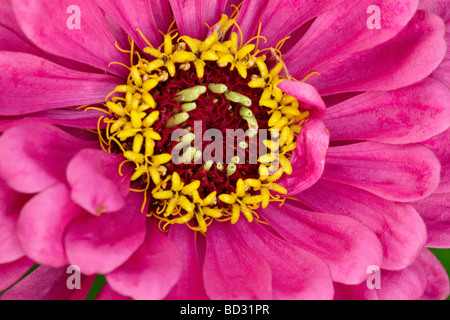 Zinnia elegans hybrid variety flower close up. Stock Photo