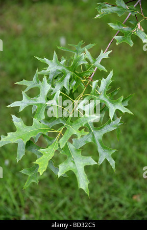 Pin Oak or Swamp Spanish Oak Tree Leaves, Quercus palustris, Fagaceae, Lobatae Northeastern USA, North America Stock Photo