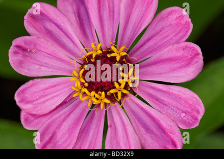 Zinnia elegans hybrid variety flower close up. Stock Photo