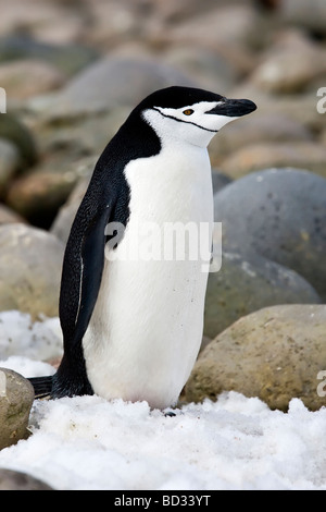 Chinstrap Penguin, Zavodovski Island, South Sandwich Islands Stock Photo