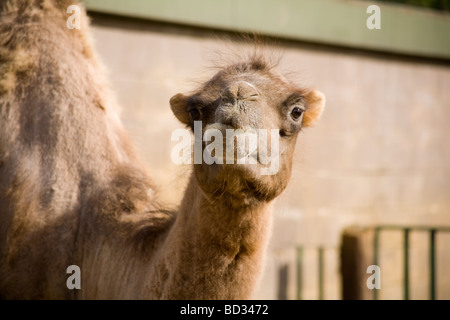 Funny expression of a Bactrian camel, two-humped camel (Camelus bactrianus), Paradise WIldlife Park, UK Stock Photo