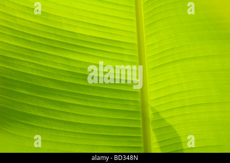 Vibrant green banana leaf background texture Stock Photo