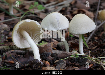 Pale Brittlestem - Psathyrella candolleana Stock Photo