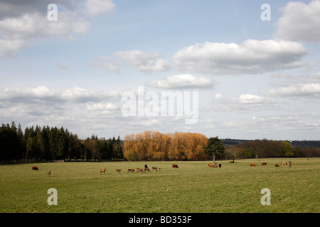 Deer at Harewood House Leeds West Yorkshire UK April 2009 Stock Photo