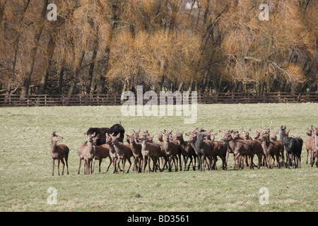 Deer at Harewood House Leeds West Yorkshire UK April 2009 Stock Photo