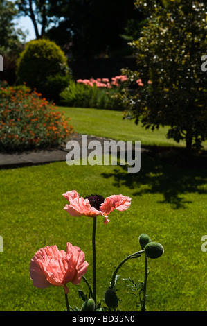 Oriental Poppy (Papaver orientale) flowers in suburban garden Adel Leeds West Yorkshire England UK Europe Stock Photo