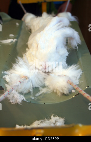 Angora Rabbit shearing in Waitomo, New Zealand Stock Photo - Alamy