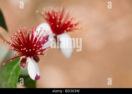 Acca sellowiana, formerly Feijoa sellowiana, Pineapple Guava or Guavasteen Stock Photo