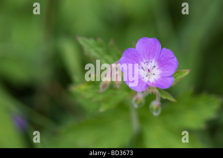 Wood cranesbill Geranium sylvaticum in hay meadow Cumbria UK Stock Photo