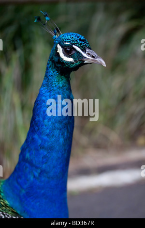 Side shot of a peacock - head and neck. Stock Photo