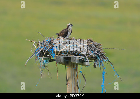 A mother Osprey with a chick in her nest Stock Photo