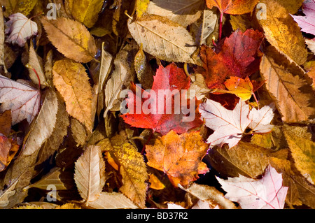 Autumn leaves on Forest Floor Background texture Stock Photo