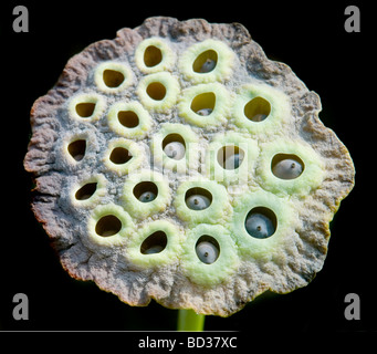 Beutiful natural geometry of the lotus flower pod Stock Photo