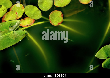 Beautiful composition of lily pads and fish in a koi pond Stock Photo