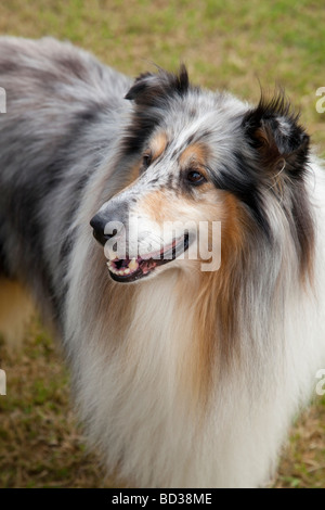 Long haired sheepdog Long haired sheepdog Stock Photo Alamy