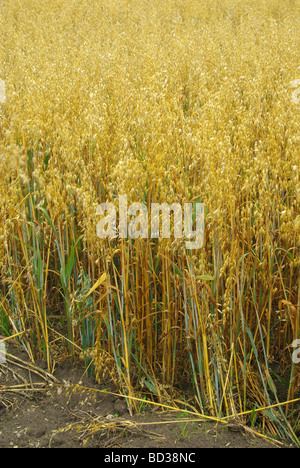 Haferfeld oat field 02 Stock Photo