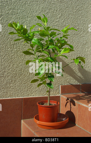 Zitronenbaum lemon tree 01